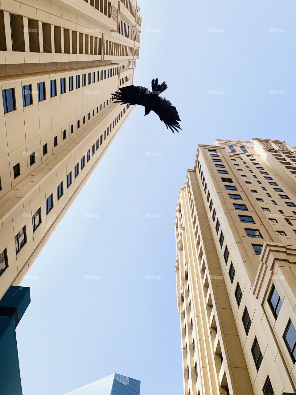 Flying bird with spread wings at Dubai sky between skyscrapers 