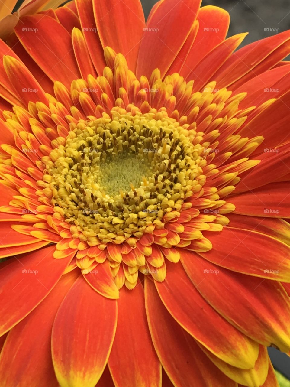 Orange gerbera daisy with yellow accents 