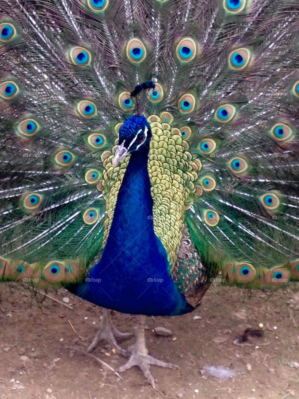 Peacock