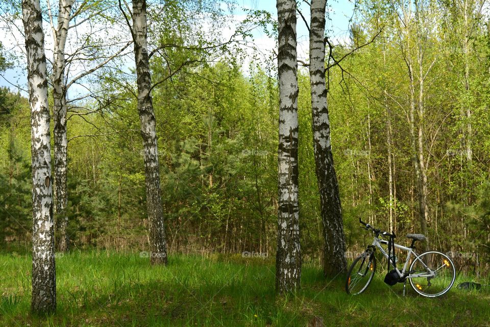 spring forest