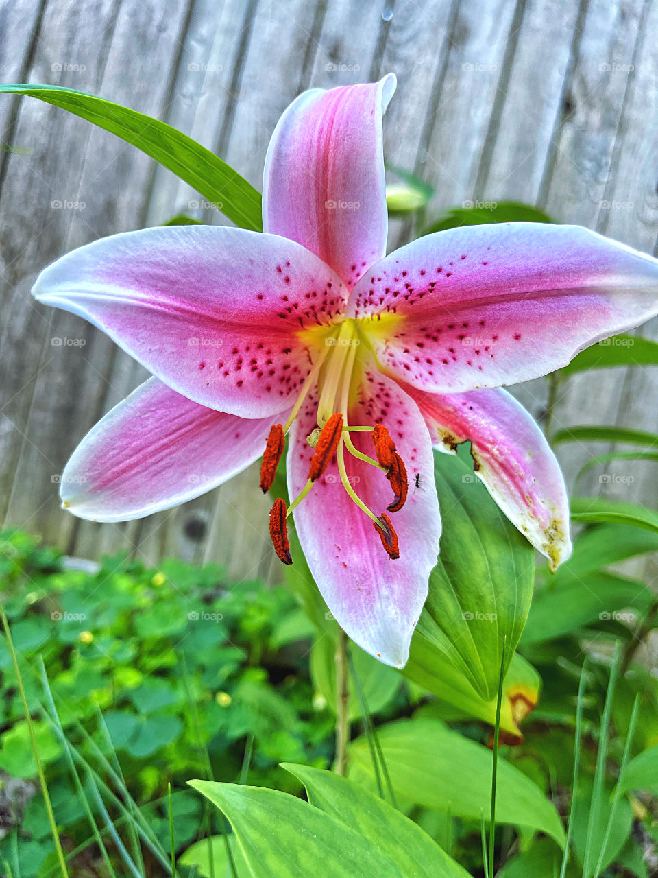 Pink lily against a fence 