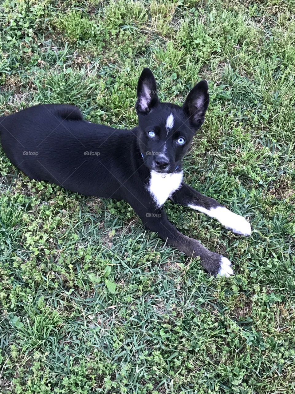 black and white dog k9 in grass blue eyes