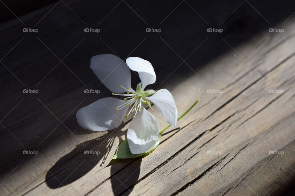 flower. closeup