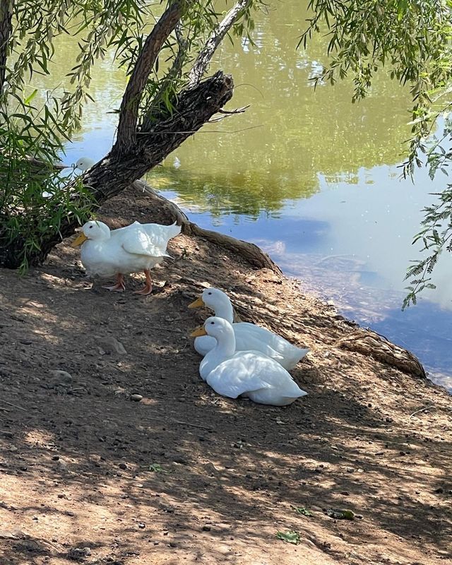 Nape time 🦆