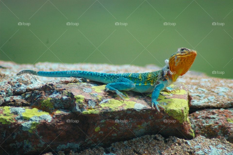collared lizard on rock