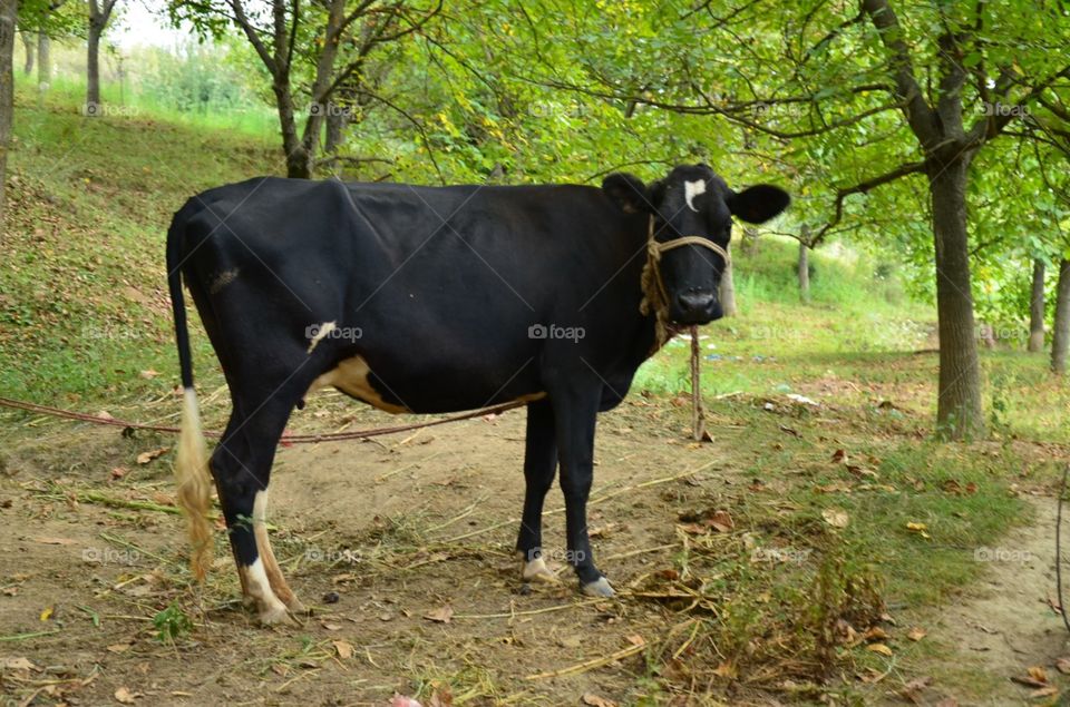 cow