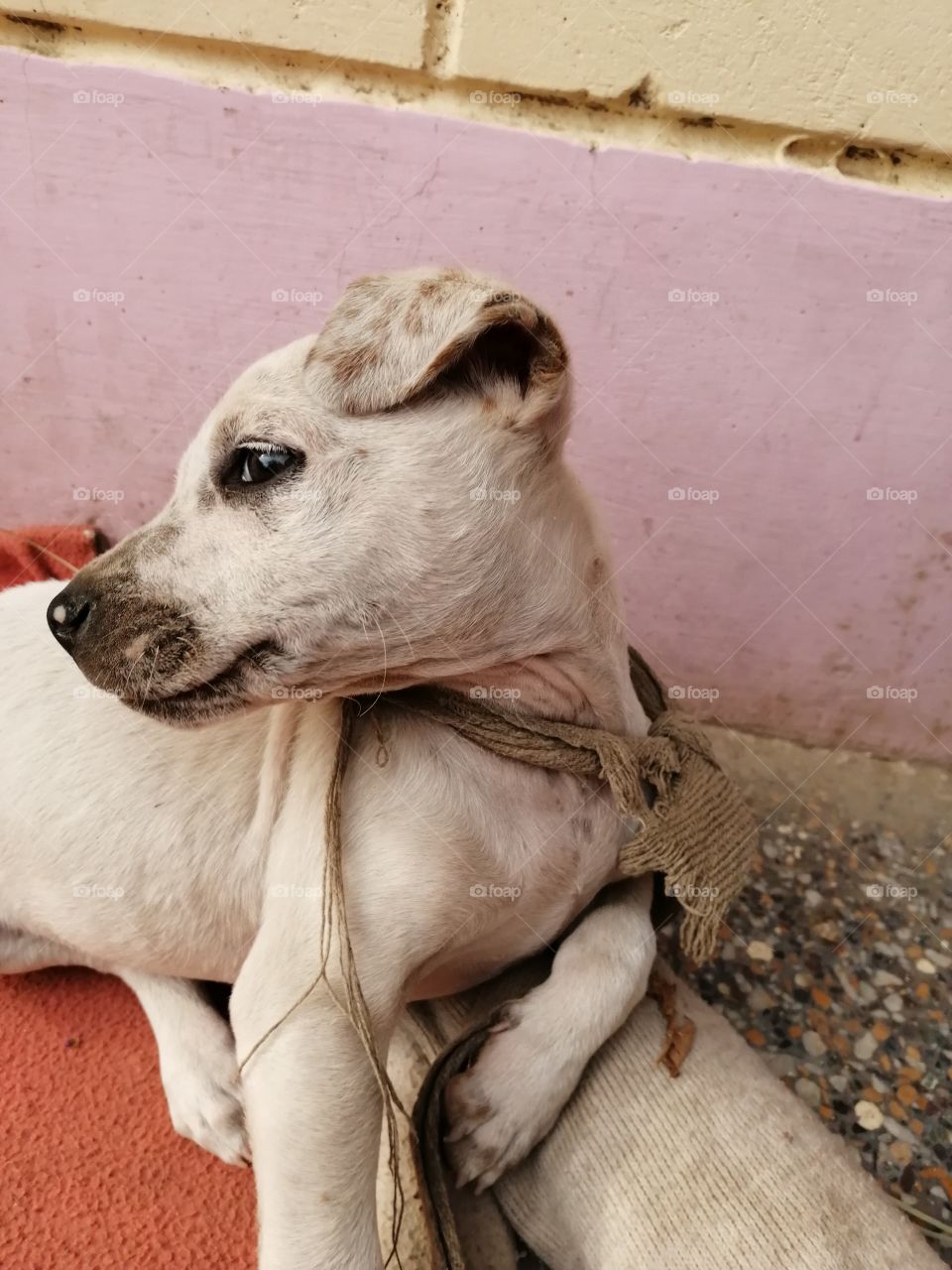 Puppy sitting in posing posture