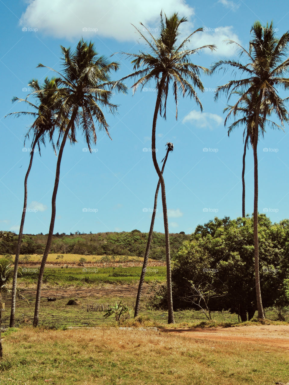 Vegetation, coconut tree 🥥