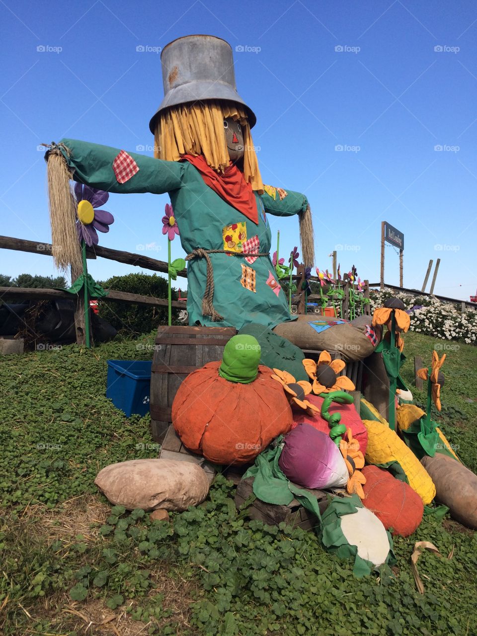 Giant scarecrow at the pumpkin patch on a beautiful blue sky autumn day.