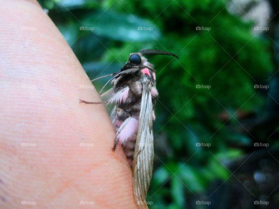 megalopy gelanata moth
