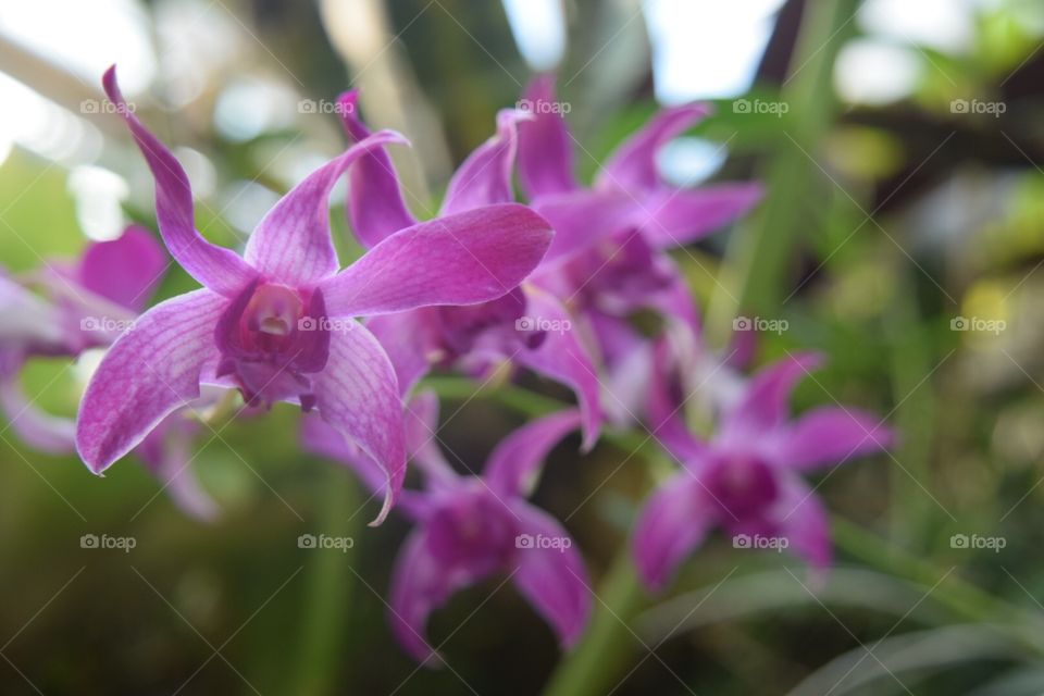 Orchids 