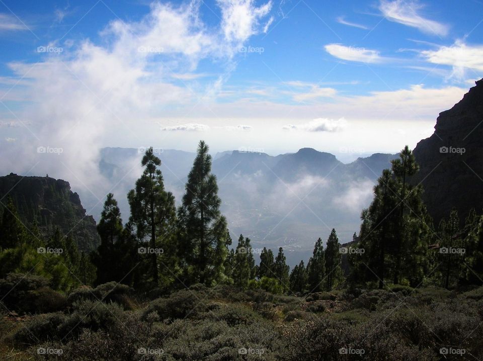 Pine forest in Tenerife, Canary Islands 