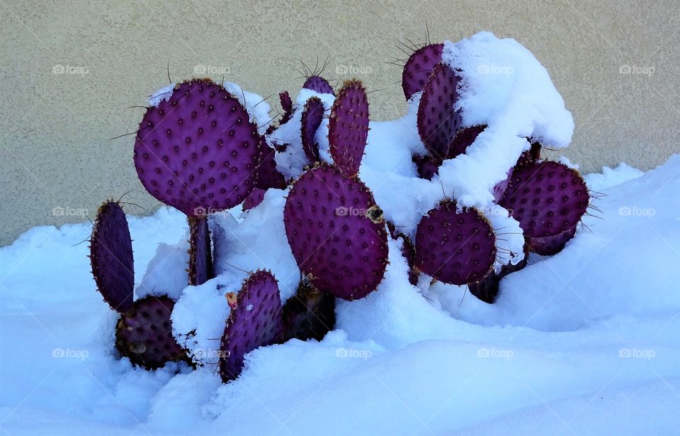 Cactus in winter