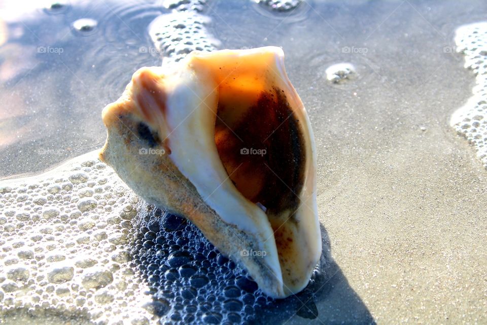 Shell