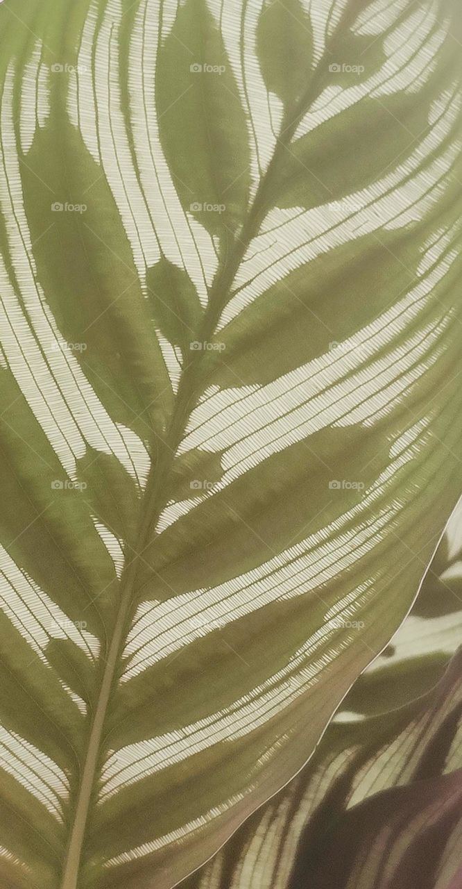 Peacock Plant: Impressive Leaf Structure