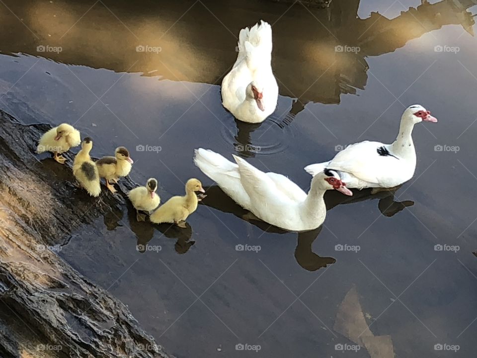 Familia de patos. Patinhos indo pela primeira vez a água. 