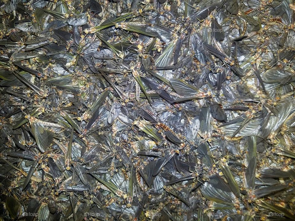 A swarm of mayflies.