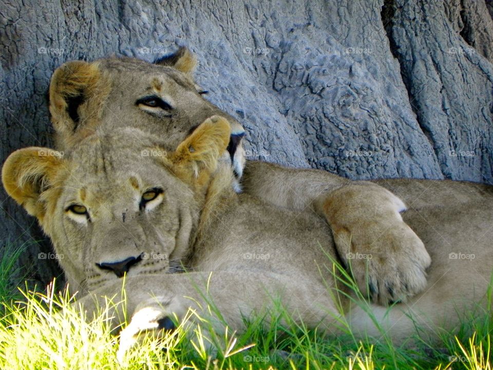 Lion Snuggle