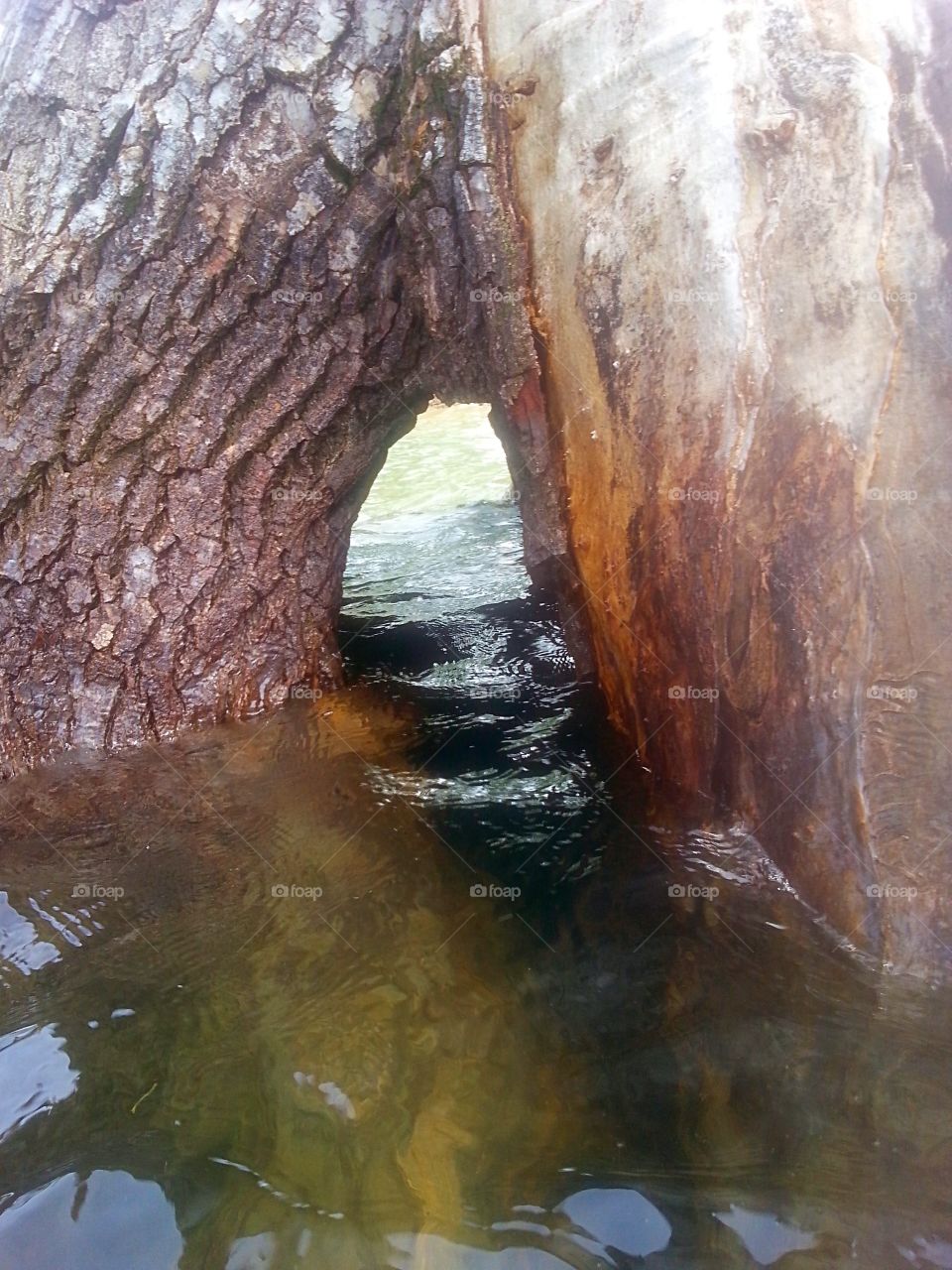 Passing through . A tree tunnel 