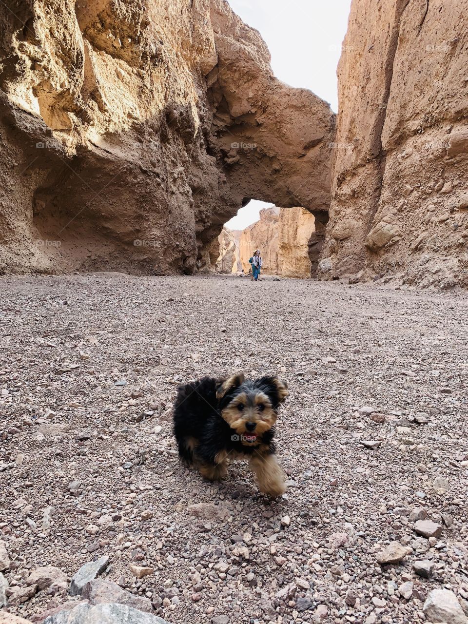 my cute little yorkie having a great adventure with me the place is called the death valley arch in california 
