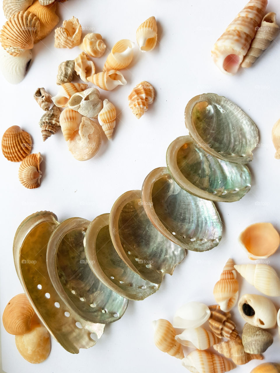 Collection of seaside shells