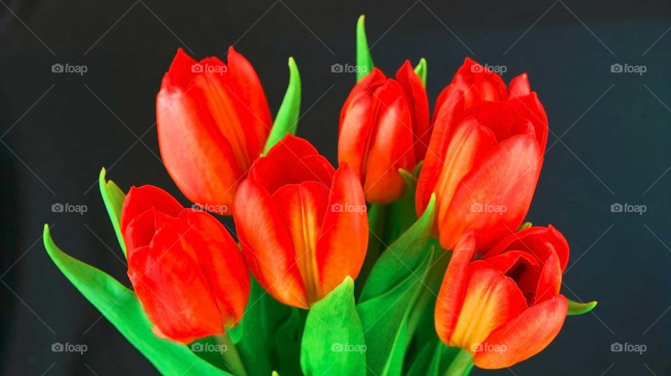 Beautiful tulips