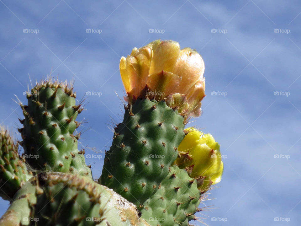 Cactus Flower