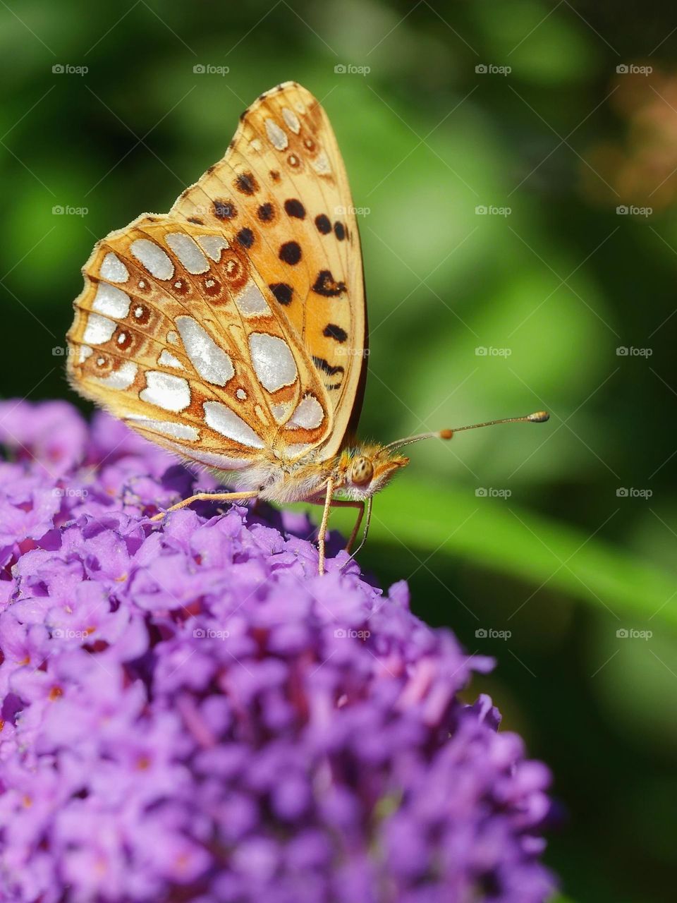 Ventral view of Queen of Spain fritillary butterfly