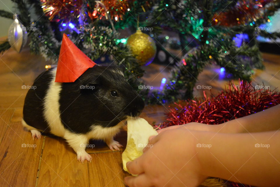 Guinea pig and child hand Christmas time pet love on a carantin