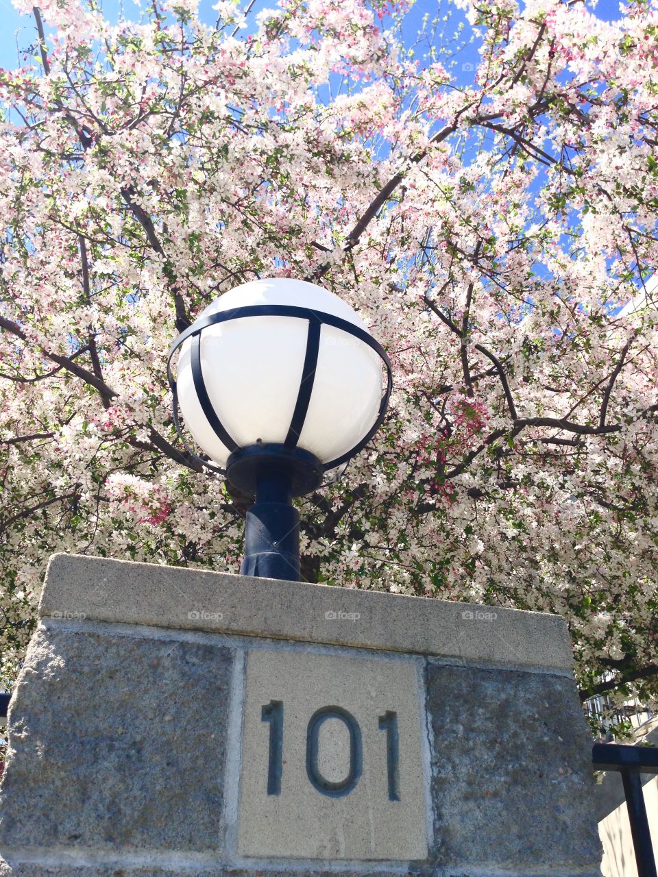 Light post in front of spring blooming trees