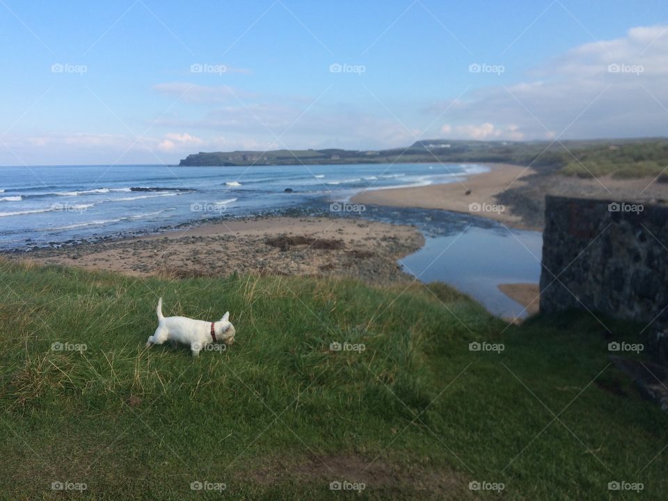 Beach cliffs and a dog 