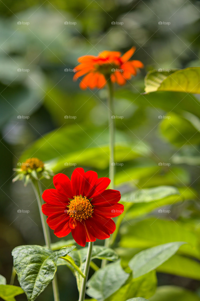Red, yellow and green in one frame