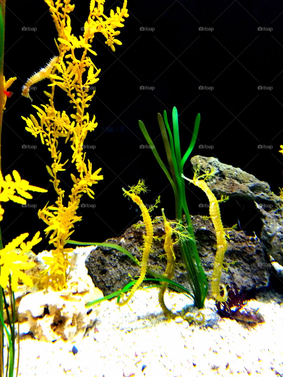 yellow seahorses