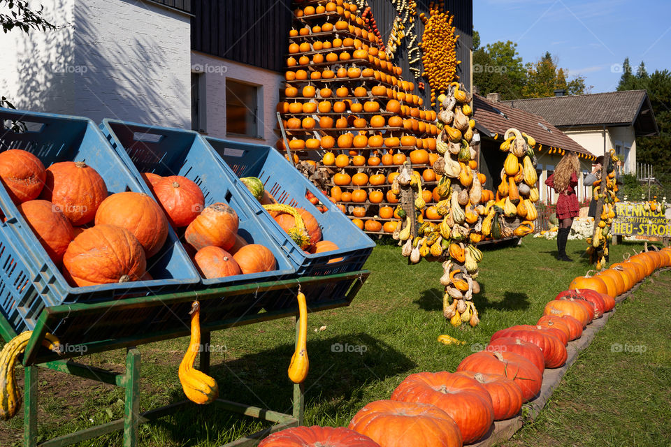 Pumpkin market 