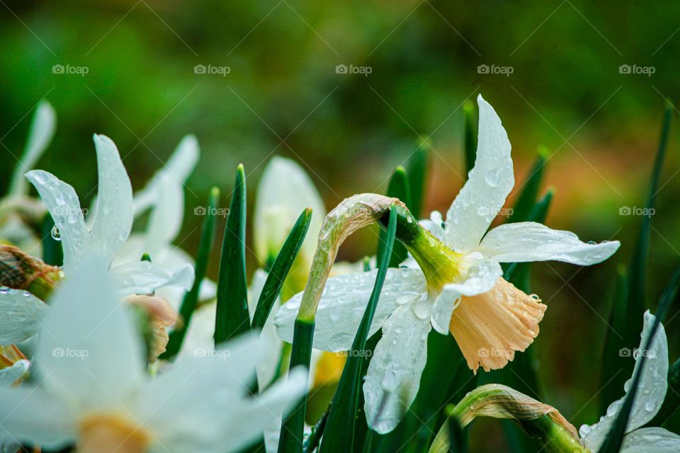 Flowers with dew on the petals 