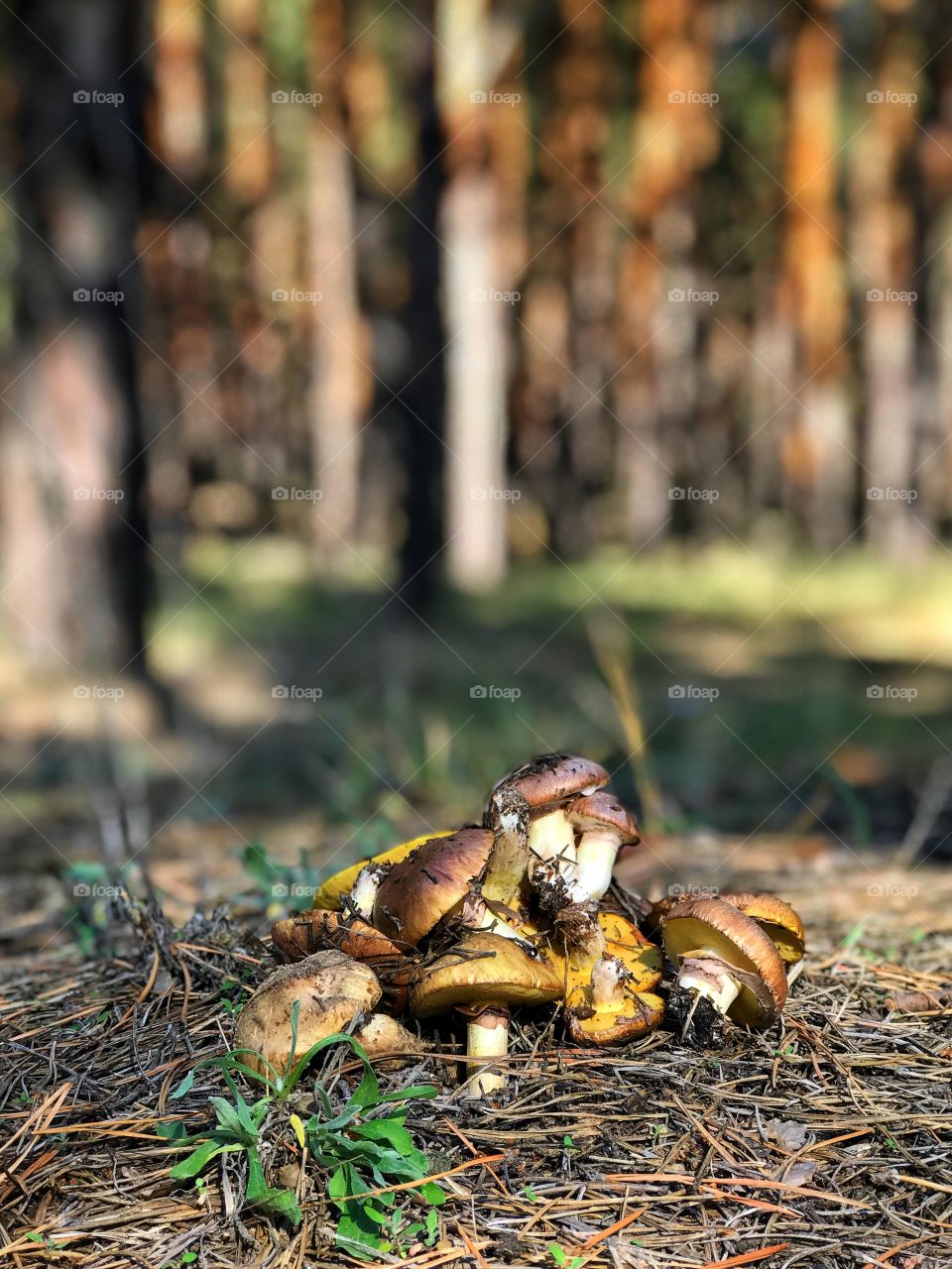 fresh forest edible mushrooms lie on the edge of the forest, autumn sunny day