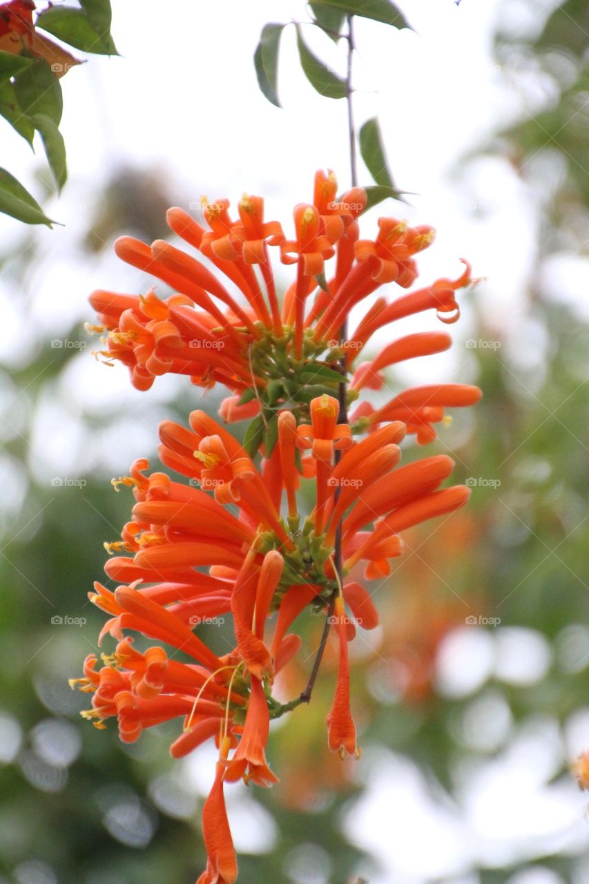 Wealth and auspiciousness,firecrackers and flowers