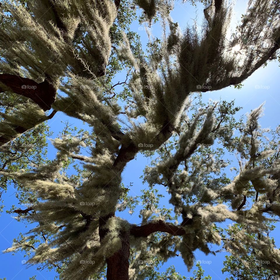 Looking up at the hanging trees