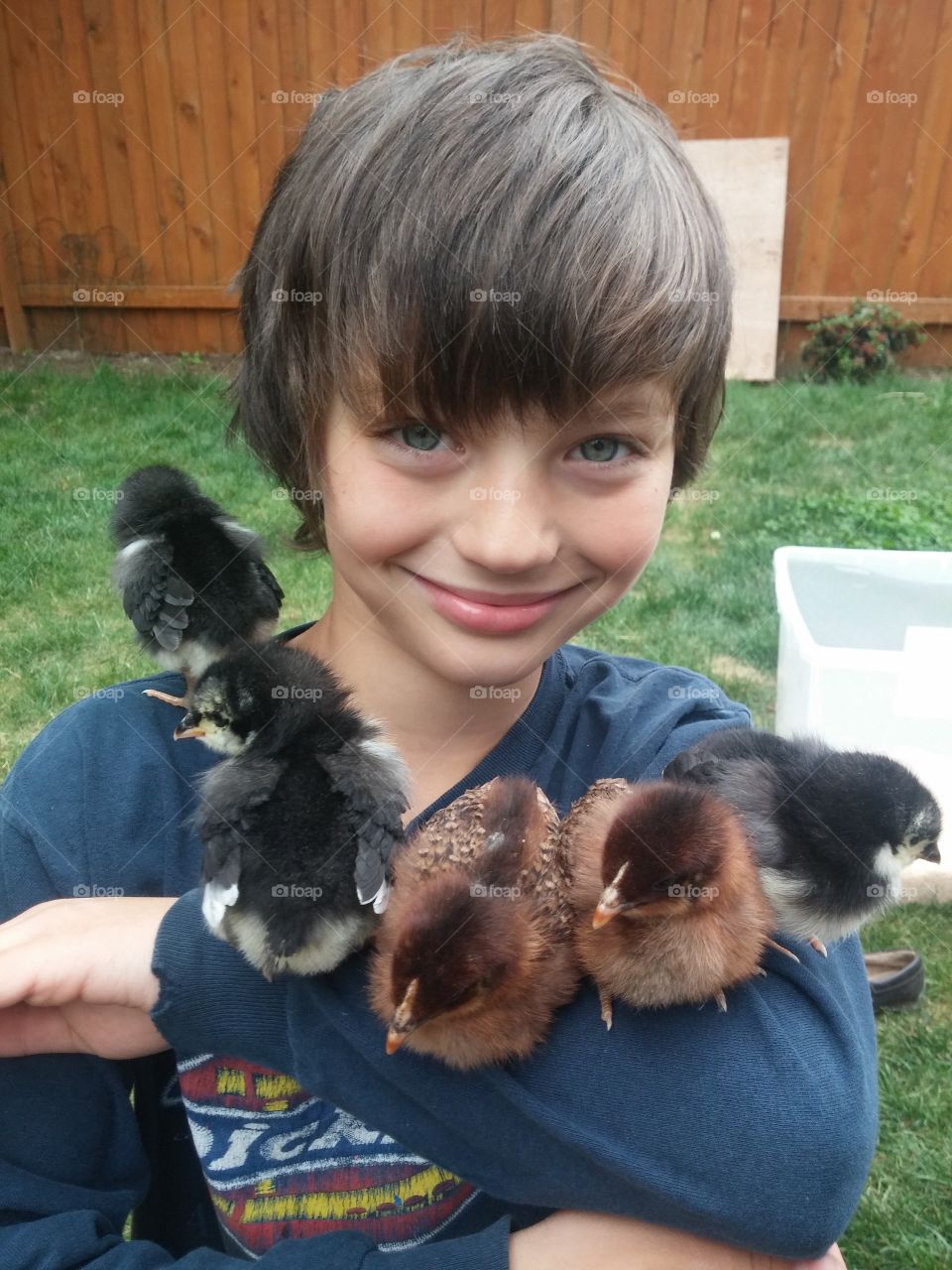 baby chickens