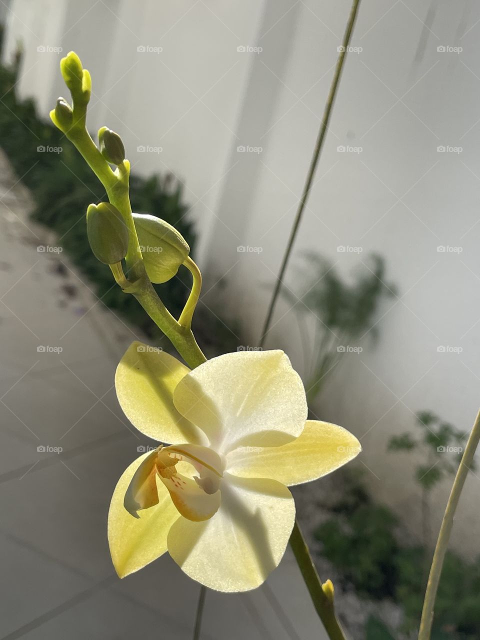 Orquídea