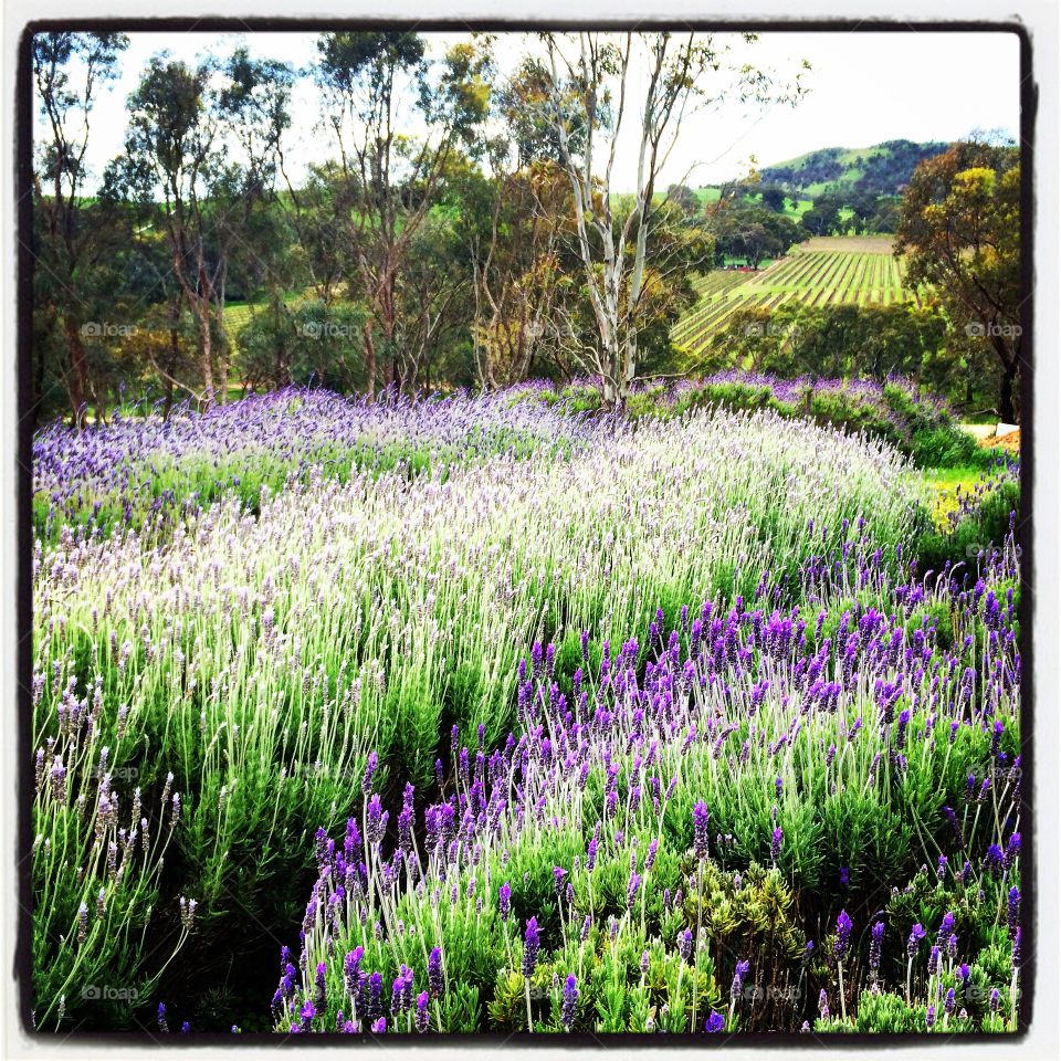  walking among lavender to bring calm into being 