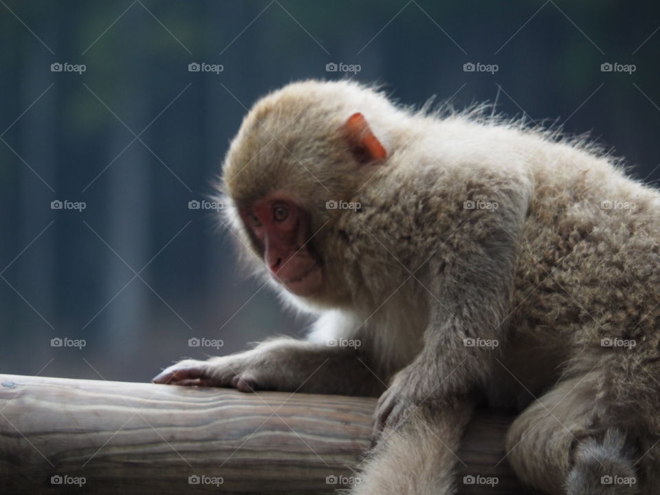 Snow baby monkey