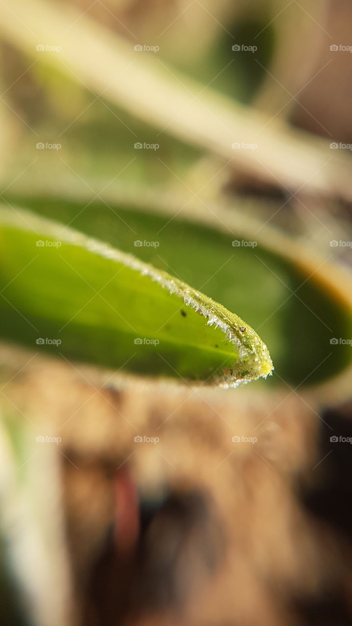 Leaf, No Person, Nature, Dof, Insect