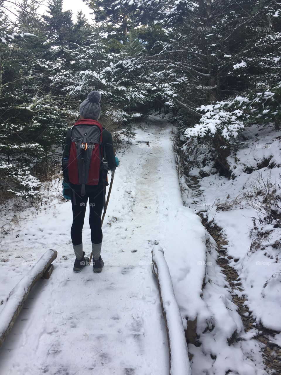 Observing the snow trail in the woods