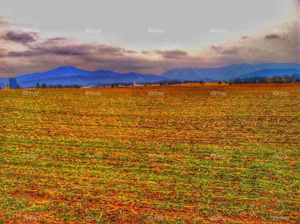 Golden field. A field with mountains in the background 
