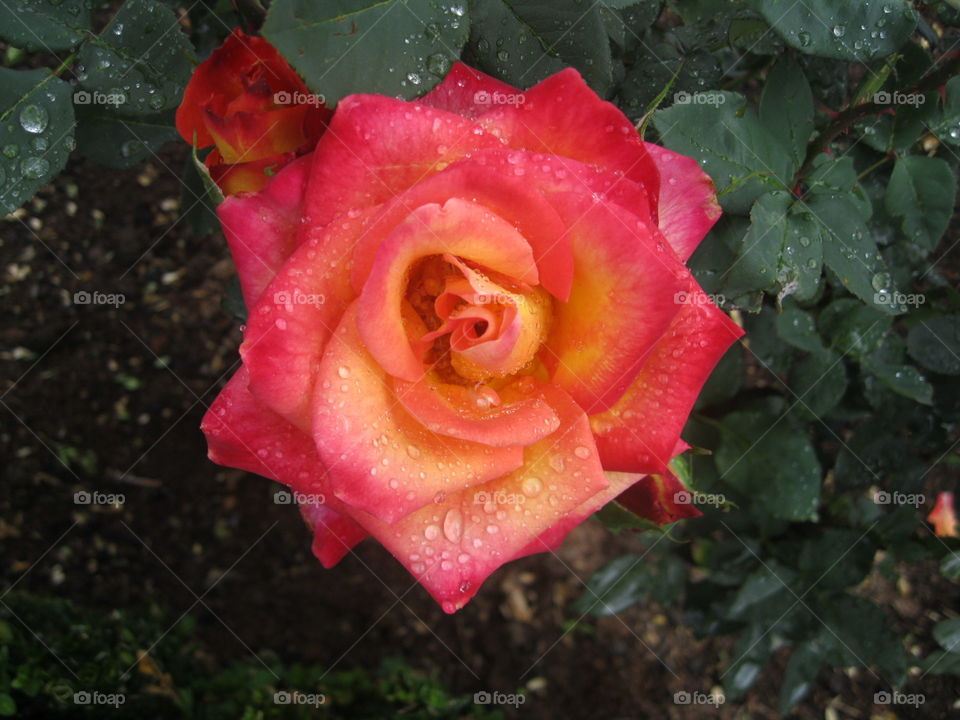 nice Rose