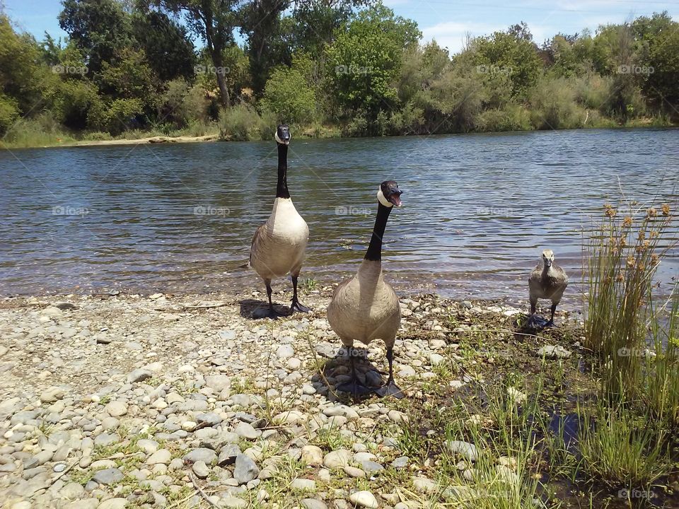 The Goose Family. Hiked up to the river and came across the goose family.