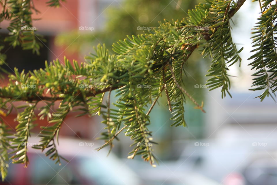 Closeup of a pine bough in spring 