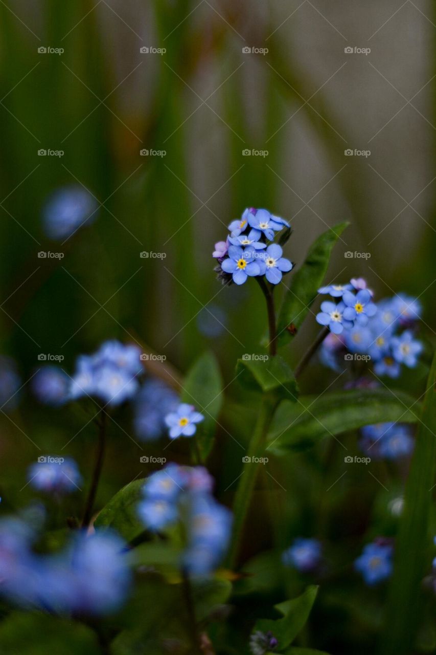Beautiful blue flowers in a green setting. Peace of mind. 
