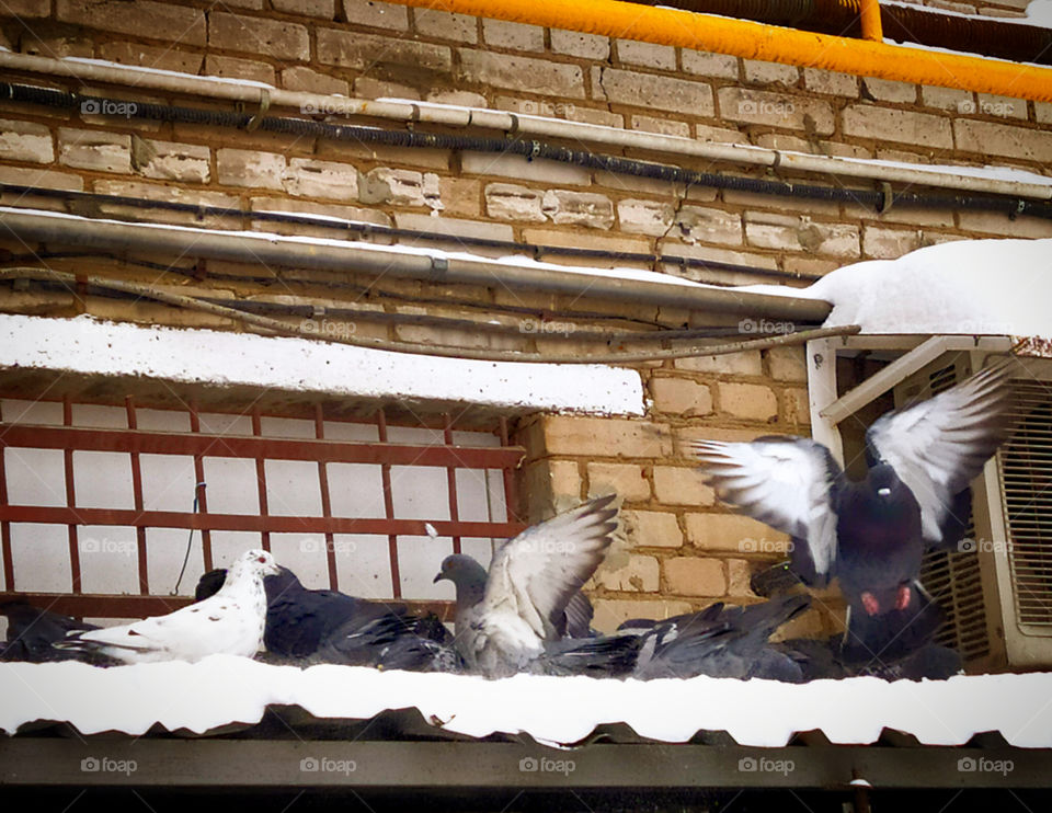 A flock of pigeons on the roof covered with snow